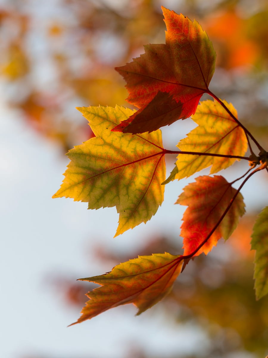 November Bulletin